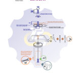M10x20 Zn Varžtas cilindrine galva, cinkuotas