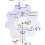M10x20 Zn Varžtas cilindrine galva + N10S Veržlė