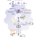 M10x20 Zn Varžtas cilindrine galva + O30/10 Poveržlė + N10S Veržlė