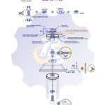 M10 x 20 Zn Varžtas cilindrine galva + spyruoklinė poveržlė + poveržlė + N10S Veržlė