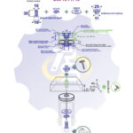 M10 x 30 Sw Varžtas cilindrine galva + spyruoklinė poveržlė + poveržlė + NEM10 x 13 Įkalama veržlė