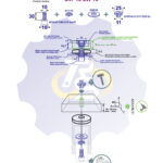 M10 x 30 Sw Varžtas cilindrine galva + spyruoklinė poveržlė + poveržlė + NEM10 x 13 Įkalama veržlė