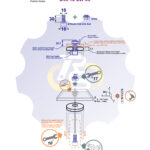 M10x30 Zn Varžtas cilindrine galva + N10S Veržlė