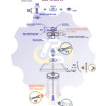M10x30 Zn Varžtas cilindrine galva + O30/10 Poveržlė + N10S Veržlė