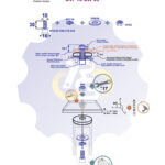 M10 x 30 Zn Varžtas cilindrine galva + spyruoklinė poveržlė + poveržlė + N10S Veržlė