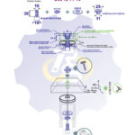 M10 x 30 Zn Varžtas cilindrine galva + spyruoklinė poveržlė + poveržlė + NEM10 x 13 Įkalama veržlė