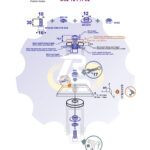 M10 x 30 Zn Varžtas cilindrine galva + spyruoklinė poveržlė + kiaurymės sumažinimo įvorė + N10S Veržlė