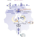 M10 x 30 Zn Varžtas cilindrine galva + spyruoklinė poveržlė + kiaurymės sumažinimo įvorė + N10S Veržlė