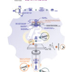 M10 x 40 Zn Varžtas šešiakampe galva + spyruoklinė poveržlė + poveržlė + N10S Veržlė