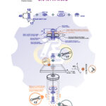 M10 x 40 Zn Varžtas šešiakampe galva + spyruoklinė poveržlė + poveržlė + N10S Veržlė