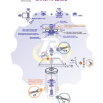 M10 x 40 Zn Varžtas šešiakampe galva + spyruoklinė poveržlė + kiaurymės sumažinimo įvorė + N10S Veržlė