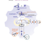 M12 x 30 Zn Varžtas cilindrine galva + spyruoklinė poveržlė