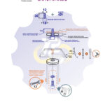 M12 x 30 Zn Varžtas cilindrine galva + spyruoklinė poveržlė