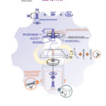 M12 x 30 Zn Varžtas cilindrine galva + spyruoklinė poveržlė + poveržlė