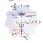 M12 x 30 Zn Varžtas cilindrine galva + spyruoklinė poveržlė + poveržlė