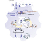 2 vienetai – M6 x 20 Zn Varžtas, cilindrine galva. + 2 vienetai – N6S Veržlė