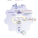 M8 x 16 Zn Varžtas cilindrine galva + spyruoklinė poveržlė