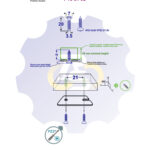 2 vienetai – WS 3.5 x 20 Zn Medsraigtis, cinkuotas