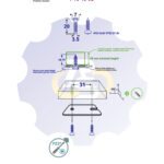 2 vienetai – WS 3.5 x 20 Zn Medsraigtis, cinkuotas