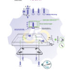 4 vienetai – WS 5 x 20 Zg Medsraigtis, cinkuotas